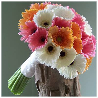 Gerberas Special