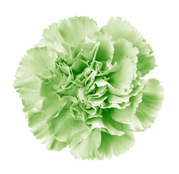 Green Carnations