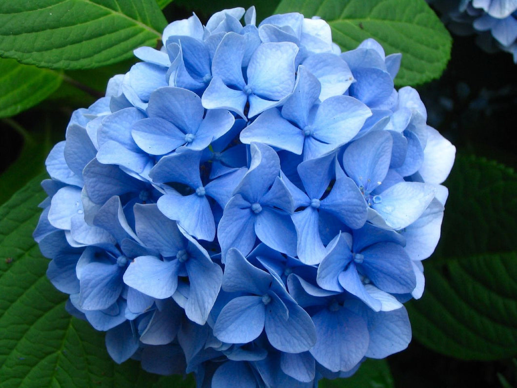 Hydrangea blue (Poland)