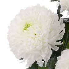 Chrysanthemum Sunlight White