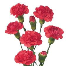 carnation bouquet 21 stalks