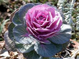 Brassica Purple