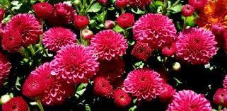 Pingpong Maroon