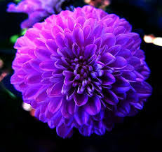 Pingpong Purple