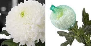 Chrysanthemum Net White