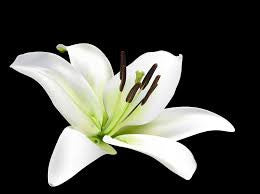 Lily White