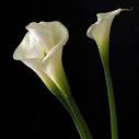 Artificial calla lily $28