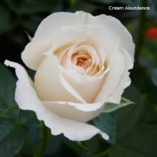 rose cream