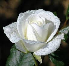 Rose White
