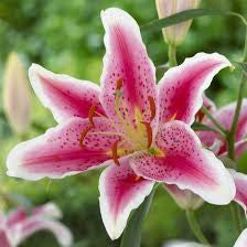 Lily Pink