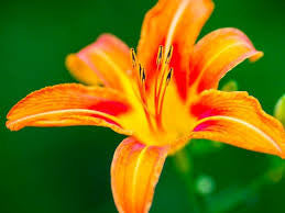 Lily Orange