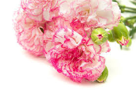 carnation Bouquet 23 stalks
