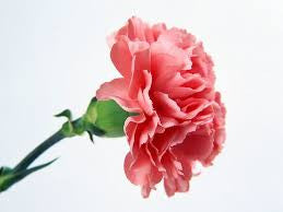 carnation  $2.00 / stalk