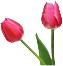 Tulip Pink