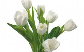 Tulip White