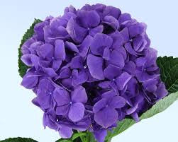 Purple Hydrangea