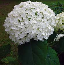 White Hydrangea