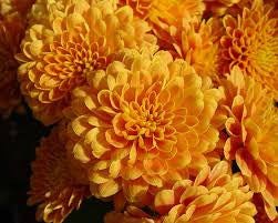 Pompom Orange