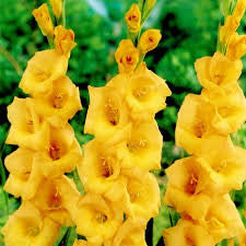 Gladiolus Yellow
