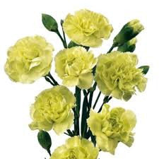 carnation bouquet 24 stalks