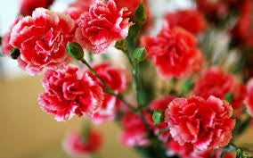 carnation bouquet 27 stalks