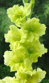 Gladiolus Green