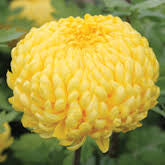 Chrysanthemum Sunlight Yellow