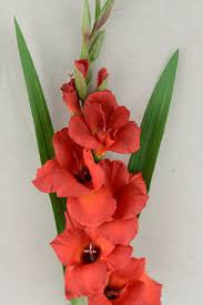 Gladiolus Orange