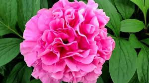 Carnation Bouquet 2 stalks