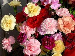 carnation Bouquet 30 stalks