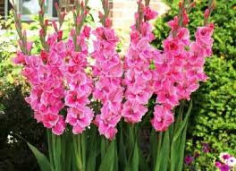 Gladiolus Pink