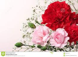 carnation bouquet 3 stalks