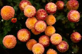Pingpong Orange
