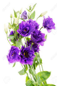 Eustoma Purple