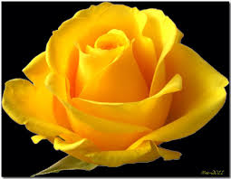 Rose Yellow