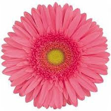 Gerbera Pink