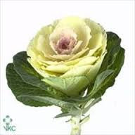 Brassica Green