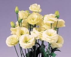 Eustoma Yellow