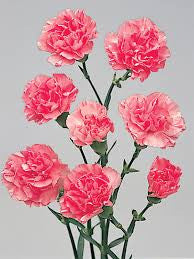 carnation bouquet 31 stalks