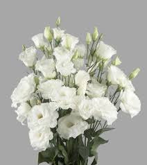 Eustoma White