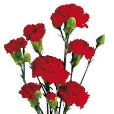 carnation bouquet 32 stalks