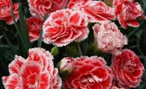 carnation bouquet 33 stalks