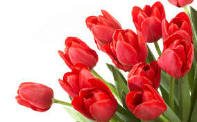 Tulip Red