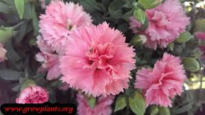 carnation bouquet 37 stalks