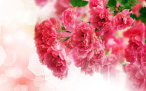 carnation bouquet  35 stalks
