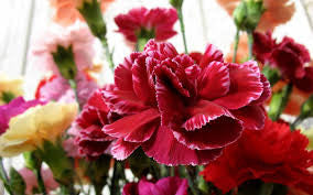 carnation bouquet 40 stalks