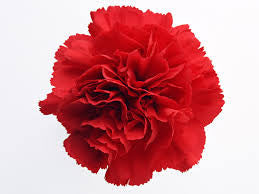 D.Red Carnations