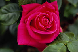 rose darkpink