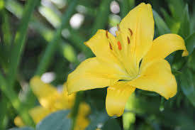 Lily Yellow