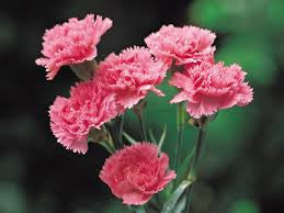 carnation bouquet 40 stalks